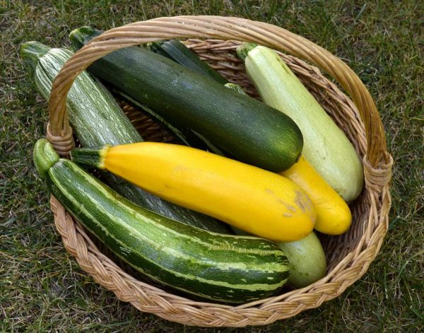 Courgette longue
